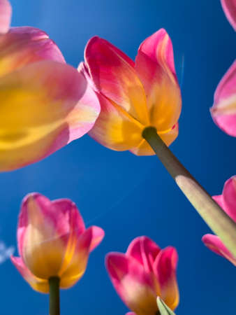 Bright tulips on sky background? Ukraineの写真素材