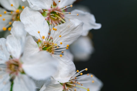 Close-up apricot flower blossom at spring time in Ukraineの写真素材