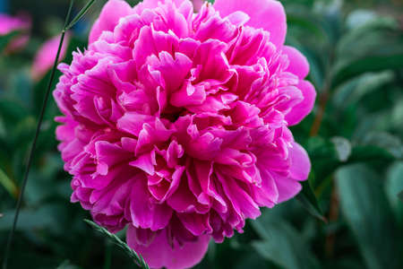 Close-up bright peony flowerの写真素材