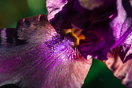 Close-up of a bright Iris flowerの写真素材