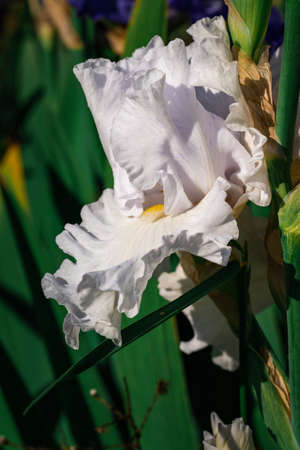 Close-up of a bright Iris flower