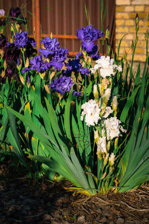 Close-up of a bright Iris flowerの写真素材