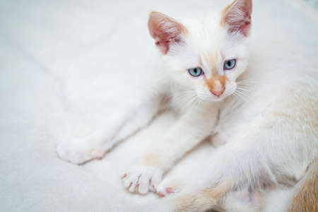 White beautiful kitten with blue eyesの写真素材