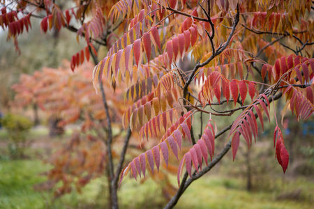 Bright and colorful autumn leaves