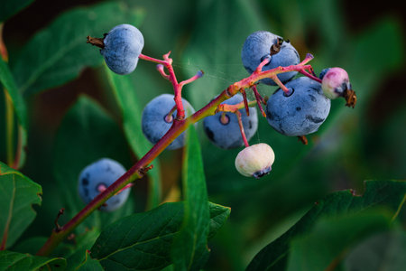 Ripe blueberry cluster on a blueberry bush in ukrainian gardenの写真素材