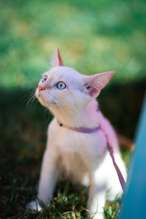 Little white kitten playingの写真素材