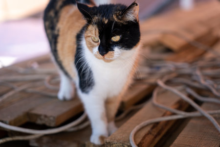 Three colored cat close-up photography at the streetの写真素材