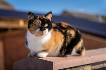 Three colored cat close-up photography at the streetの写真素材