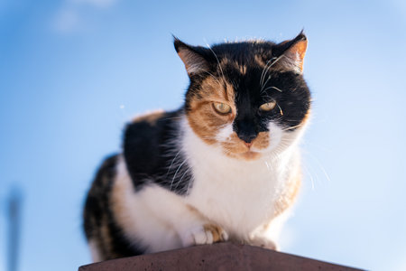 Three colored cat close-up photography at the streetの写真素材