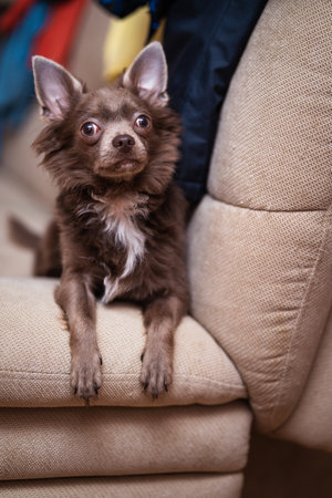 Lilac cute longhair chiwawa puppy - closeup photographyの写真素材