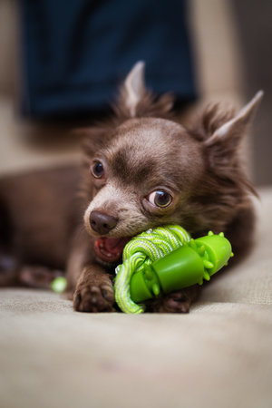 Lilac cute longhair chiwawa puppy - closeup photographyの写真素材
