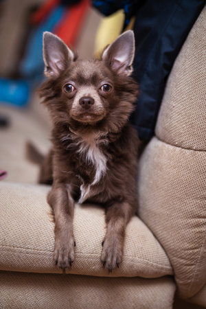 Lilac cute longhair chiwawa puppy - closeup photographyの写真素材