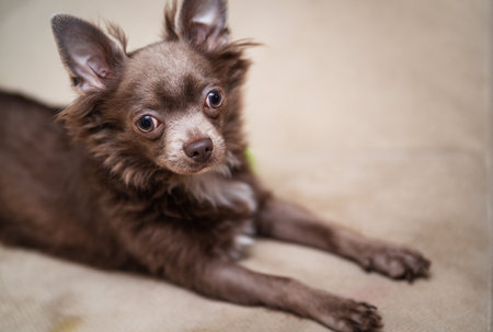 Lilac cute longhair chiwawa puppy - closeup photographyの写真素材