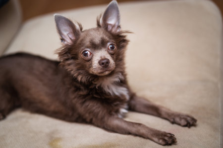 Lilac cute longhair chiwawa puppy - closeup photographyの写真素材