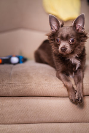 Lilac cute longhair chiwawa puppy - closeup photographyの写真素材