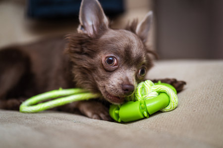 Lilac cute longhair chiwawa puppy - closeup photographyの写真素材