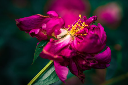 Last days of life of peony flower. Close-up photography in Peony gardenの写真素材