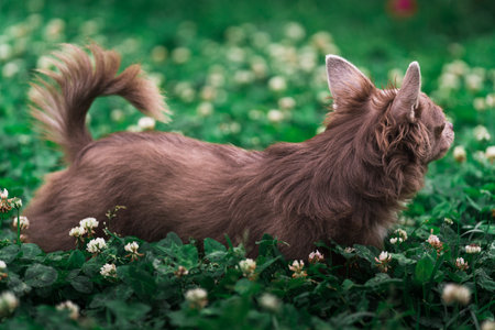 Lilac cute longhair chiwawa puppy - closeup photographyの素材 [FY310209280955]