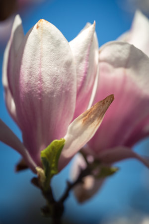 Pink magnolea on a sunny spring dayの写真素材