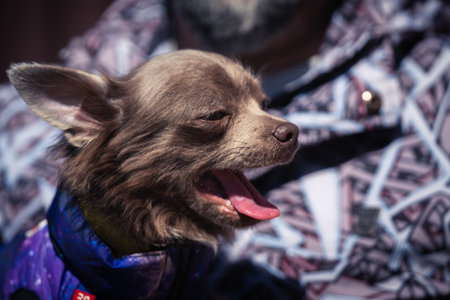 Lilac cute longhair chiwawa puppy - closeup photographyの写真素材
