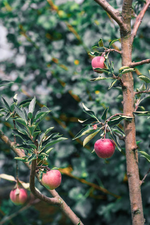Fresh red apples on a tree in the gardenの写真素材