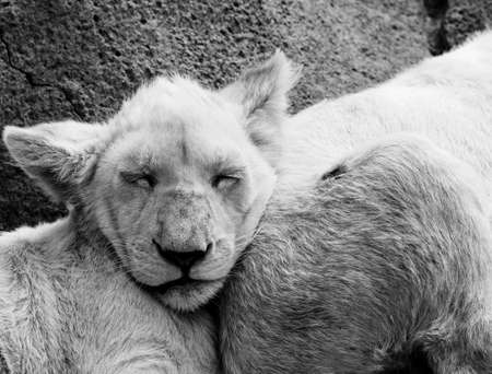 Lion cub sleeps on his brotherの写真素材