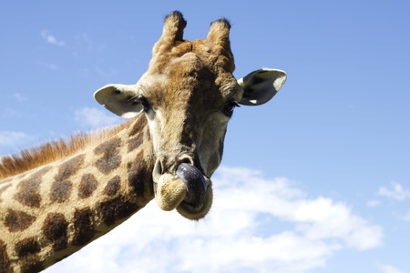Giraffe makes a funny faceの写真素材