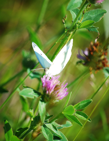 Shot in high noon during the summer season.の写真素材