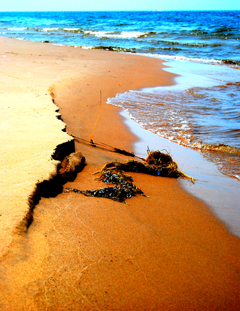 Some interesting vegetation washed up on the shore of Lake Michigan.の写真素材