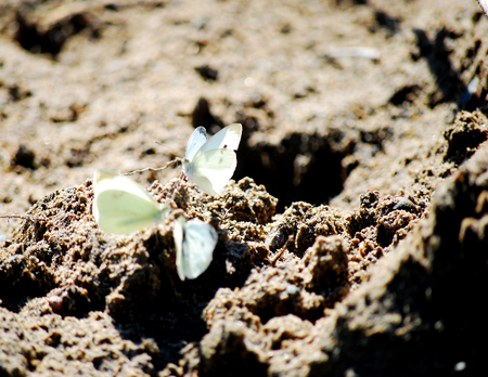 This group of butterflies sit in a group on the ground in this close up shot.の写真素材