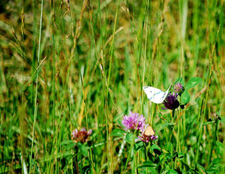 This field had a number of butterflies on this clear summer day.の写真素材