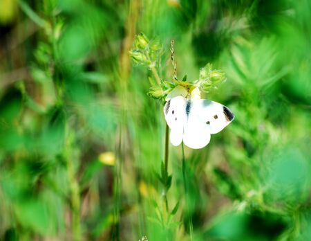 This field had a number of butterflies on this clear summer day.の写真素材