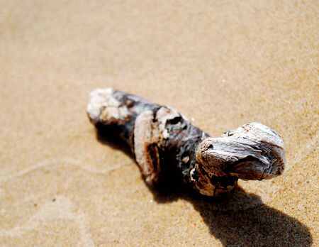 Wood washed by the sea shows up on the shore.の写真素材