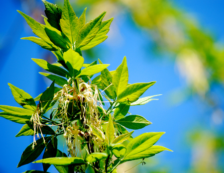 Shot in the height of summer on a clear blue day.の写真素材