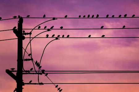 A flock of small birds are sitting on some powerlines at dusk.の写真素材
