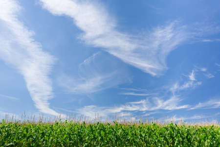 Wide shot of a farmerの写真素材