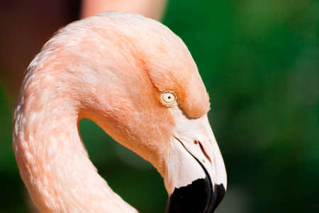 Closeup shot of a pink flamingo in the sunlight の写真素材