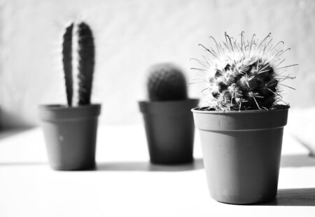 Cacti in pots in black-white . Contemporary art. Minimal design.の写真素材