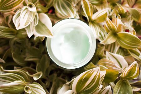 Natural cosmetic face cream on the background of plant leaves.の写真素材