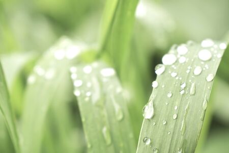 Background of green leaves with drops after rain. top view copy space