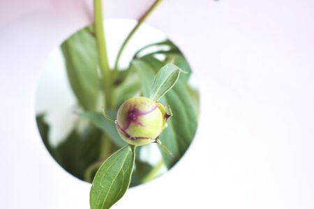 The buds of unopened peonies are visible in the holes made of paper.の写真素材