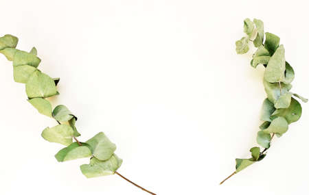 Natural eucalyptus leaves and branches isolated on a white background. Flat lay, top view.の写真素材