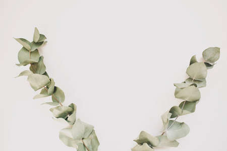 Green leaves eucalyptus isolated on white background. Top view. Copy space.の写真素材
