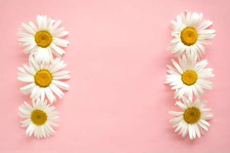 Daisies on a pink pastel background. Copyspace, topview.