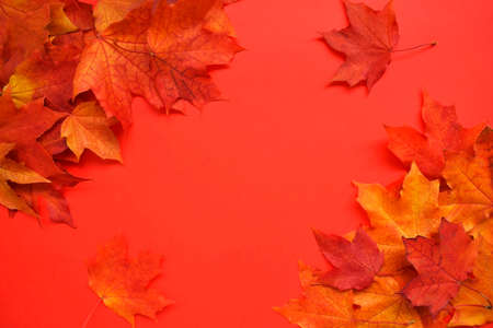 Autumn, colorful composition. Frame of autumn maple leaves on a white background. Flat lay, top...