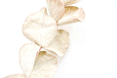 Eucalyptus tree branch on a white background.