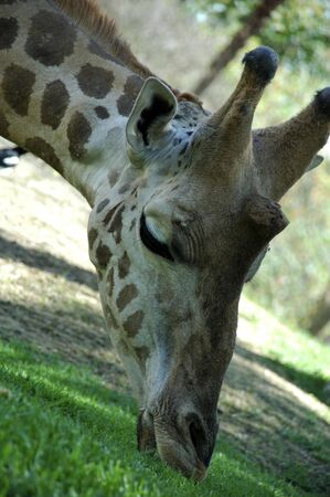 giraffeの写真素材