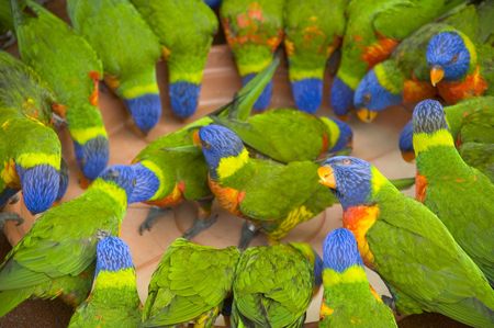 bunch of loriesの写真素材