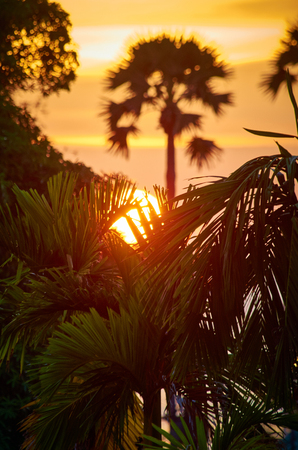 Sunset in the leaves of the paltmの写真素材