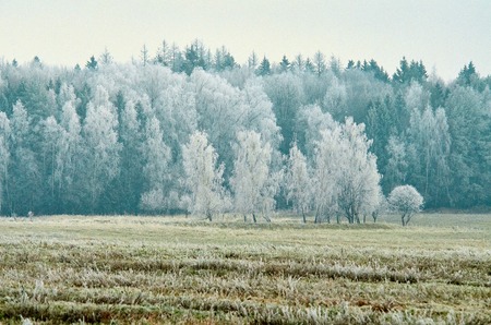 Morning frost in a field in the treesの写真素材